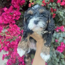 Velvet - Black female Cavapoo puppy in Gilbert, Arizona from Desert Willow Cavapoos