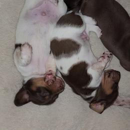 Dachshund Puppies from Newbern's Nuggets