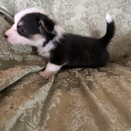 Elizabeth Taylor - Black and tan female Pembroke Welsh Corgi puppy in Louisburg, North Carolina from Lucky Penny Corgis