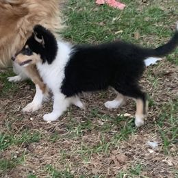 Collie Puppies from Costello Farm