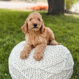 Yellow collar - Apricot male Goldendoodle puppy in Spokane, Washington from Dream Doodles in Spokane WA