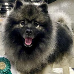 Keeshond All Grown Up from Geatland Keeshonden