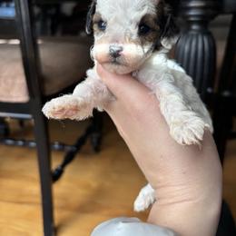Charming - Parti male Goldendoodle puppy in Anderson, South Carolina from M & L Pups