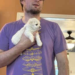 Miniature Schnauzer Puppies from Smilee Schnauzers