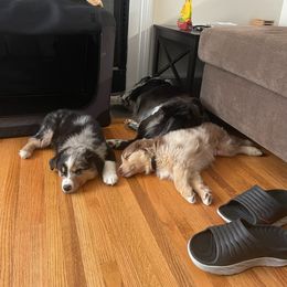 Australian Shepherd Puppies from Border Creek's Australian Shepherds