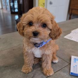 Amiir - Red male Cavapoo puppy in Gresham, Oregon from Paisley Cavapoos