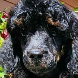 Golden Retrievers from ERSA Acres Golden Retrievers...limited registration only offered