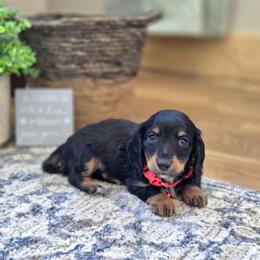 AKC Meet Cooper :) - Black and tan male Dachshund puppy in Centerville, Iowa from Barnyard Dachshunds, Dals & Doodles
