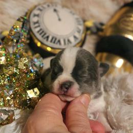 ViVi - Blue and white female Chihuahua puppy in Gerald, Missouri from OutLaw Chihuahua's