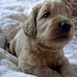 Ruger-Green - Apricot Goldendoodle puppy in Augusta, Maine from Bridgewood Doodle Farm LLC.
