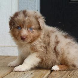 Poppy - Red merle female Australian Shepherd puppy in Star City, Arkansas from Blush & Lace Aussie Co.