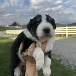 Bruno - Black tri-color male Australian Shepherd puppy in Bainbridge, Ohio from CK Aussies
