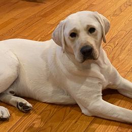 Labrador Retriever All Grown Up from Royal Ridge Labs