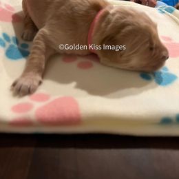 Golden Retriever Puppies from Golden Kiss Retrievers
