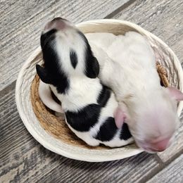 Cocker Spaniel puppies from Gambill's Cocker Spaniel Cuties