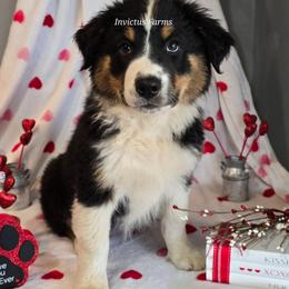 Aelia - Black tri-color female Australian Shepherd puppy in Smithfield, Utah from Invictus Farms