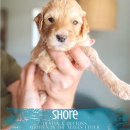 Shore - Apricot female Goldendoodle puppy in Soddy Daisy, Tennessee from The W Doods