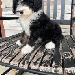 Archie - Tri-color male Bernedoodle puppy in Holtwood, Pennsylvania from Country Ridge Puppies