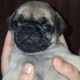 Boy 1 - Fawn male Pug puppy in Gadsden, Alabama from Carla's Pugs