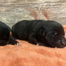 2nd Pick of Black Female Pups - Black female Labrador Retriever puppy in Freeport, Illinois from Rock Hollow Retrievers