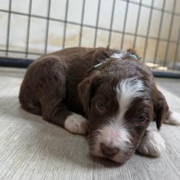 Cocoa bean - Teal - Brown and white male Aussiedoodle puppy in Eolia, Missouri from Barefoot Kennel