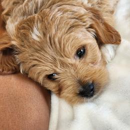 Tiffany - Parti female Goldendoodle puppy in Saint Cloud, Florida from Rising Star Kennels
