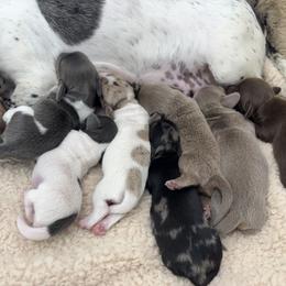 Dachshund Puppies from Our Sweet Dachshund Farm