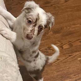 Everly - Red merle female Border Collie puppy in Fairview, Tennessee from Hoffman Forest Acres LLC