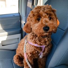 Goldendoodle Puppies from Raintree Doodles