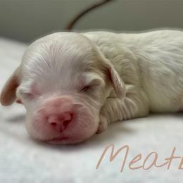 Meatball - Red roan male Cockapoo puppy in Mocksville, North Carolina from Little Bear Doodles