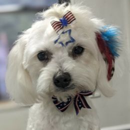 Minkah - Maltese
