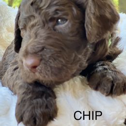Goldendoodle Puppies from O’Doodle Clan Goldendoodles