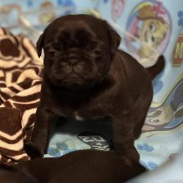 Pugs from The Painted Pug