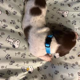 Blue - White and liver male German Shorthaired Pointer puppy in Spencer, Massachusetts from Outback Kennels