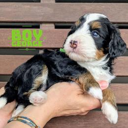George - Tri-color male Bernedoodle puppy in Cambridge, Minnesota from Country Meadow Doodles