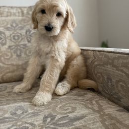 Goldendoodle Puppies from C.P. Puppy Buddies