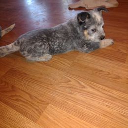 Australian Cattle Dog and Labrador Retriever Puppies from Trinity C Australian Cattle Dogs and Silver Labradors