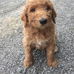 Labradoodle Puppies from Forevergreen Farm