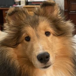 Carmen - Shetland Sheepdog