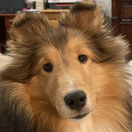 Carmen - Shetland Sheepdog