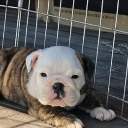 Saturday - Red brindle and white female Bulldog puppy in Laurel, Montana from Bull Mountain Bulldogs