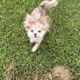 Venus - Chihuahua