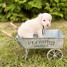 Cove - Parti male Poodle puppy in Dunn, North Carolina from Sandy Creek Kennels