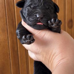 Rocky - Black male Labrador Retriever puppy in Tomahawk, Wisconsin from Mahner Labs