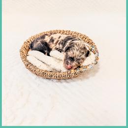 Beryl - Chocolate merle male Bernedoodle puppy in Lake City, Florida from 224 Doodles and Poodles