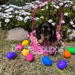 Girl 3 - Dachshund puppy in Perris, California from Doxie_pupps