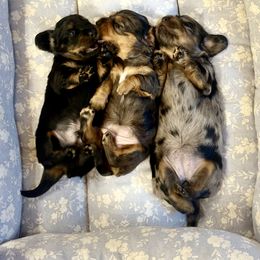 Dachshund Puppies from M&M’s Mini Dachshunds