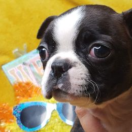 Boston Terriers and French Bulldogs from Willamette Valley Bullies