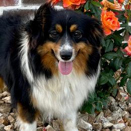 Australian Shepherds, Miniature American Shepherds, Miniature Australian Shepherds, and Toy Australian Shepherds from OR Aussies