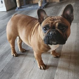 Paisley - French Bulldog